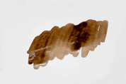 Colorverse Ink | Wildflower Series | Common Reed 15ml
